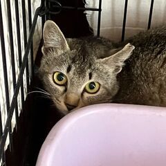 【おうち決まりました！】アビシニアン風!?  生後６〜７ヶ月の女...