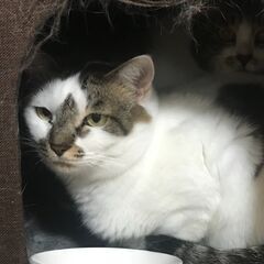 ７歳の女の子、ずっとの家族を募集中です。