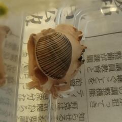 貝（海水性）