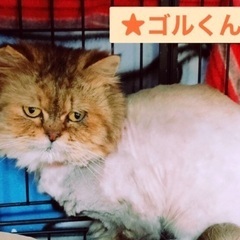 本日‼️5月12日(日)臨時開催‼️🐈✨すみれペットクリニック様...