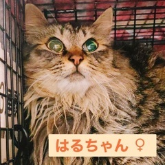 5月12日(日)臨時開催‼️🐈✨すみれペットクリニック様にて主催...