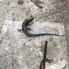小動物、爬虫類好きの方いませんか？ - 岡山市
