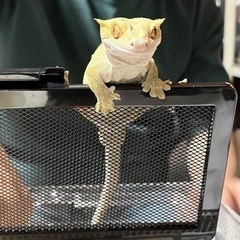 小動物、爬虫類好きの方いませんか？ - 友達