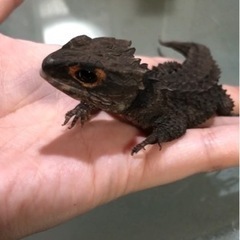 小動物、爬虫類好きの方いませんか？ − 岡山県