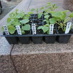 希少メロンの苗木各種。