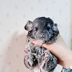 チンチラ〈小動物〉　　ハリネズミ・ボストンテリア〈里親募集〉
