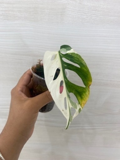 マドカズラ 斑入り植物