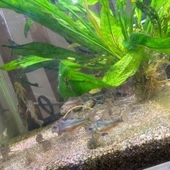 コリドラスパレアタス(子供)約30匹➕大人コリドラス　水槽セット(おまけ)の画像