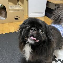 里親を募集します