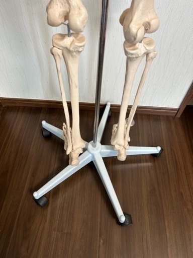 人体模型　大