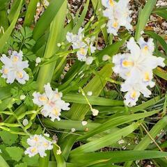 シャガの花🌸の画像