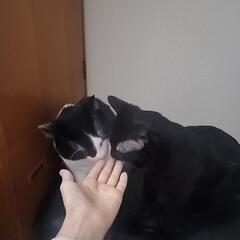 養子縁組のための2匹の猫。 