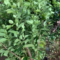 さかき　ご自由に好きなだけどうぞ！の画像