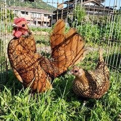 ゼブライトゴールド