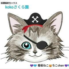 40匹の猫達のお世話
