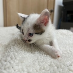 ぶちこちゃん - 猫