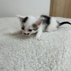 ぶちこちゃん − 愛媛県