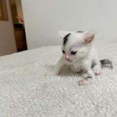 おっとりぶちくん − 愛媛県