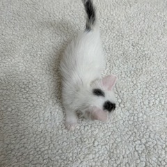 おっとりぶちくん - 猫