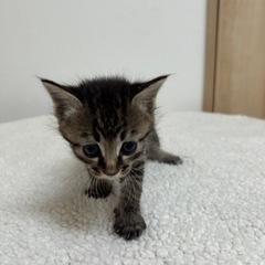 可愛すぎるキジトラくん🐱 - 四国中央市