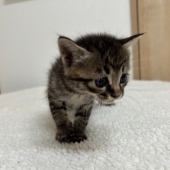 可愛すぎるキジトラくん🐱 - 猫
