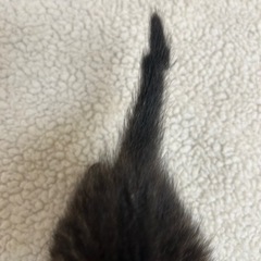 可愛すぎるキジトラくん🐱 - 里親募集