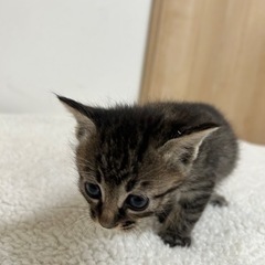 可愛すぎるキジトラくん🐱 − 愛媛県