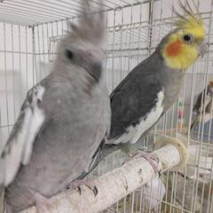 オカメインコ（3才）ペア