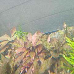 フラミンゴ　クリプトコリネの画像