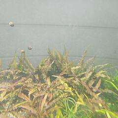 水草　クリプトコリネの画像