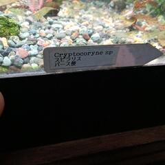 水草　クリプトコリネの画像