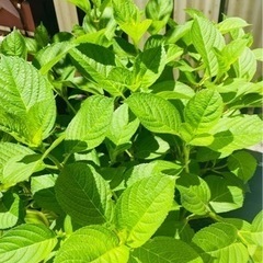 紫陽花あげます