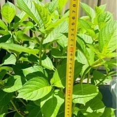 紫陽花あげますの画像