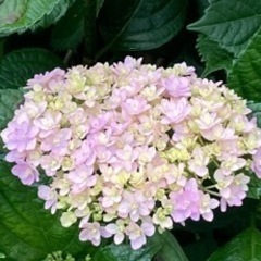 紫陽花あげますの画像