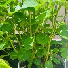 紫陽花あげますの画像