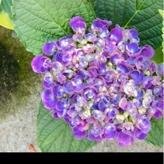 紫陽花あげますの画像