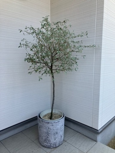 オリーブ　鉢植えありなし価格違います