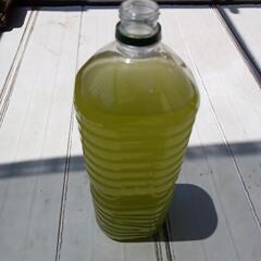 グリーンウォーター＋針子10匹以上✙ゾウリムシ