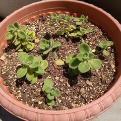植物　　　アロマティカス