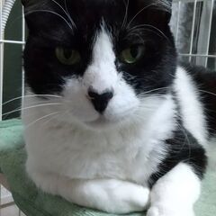 お見合い予定有　お鼻がハート☆リンゴ猫のタンタン。ご理解のある里...