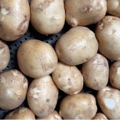 売り切れ新ジャガイモ🥔