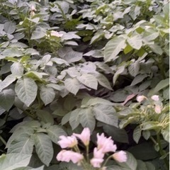 売り切れ新ジャガイモ🥔の画像