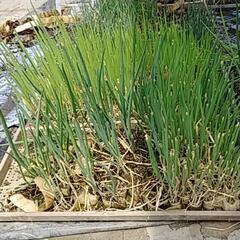 余ったねぎ苗売ります‼️食品
