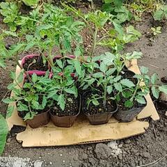 苗作り名人の野菜苗お譲りします。