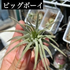 ionantha　BigBoy 　