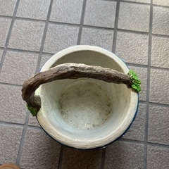 可愛い植木鉢の画像