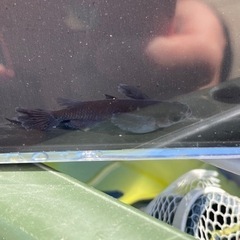 下山メダカ　オロチヒレナガ　サタン　針子　稚魚　10匹　1000円