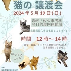保護猫譲渡会♪開催
