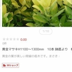 黄金まさき5本、高さ約130
㌢、全部で 横300㌢