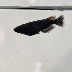 めだか　五式漆黒１ペア2400円　メダカ　の画像